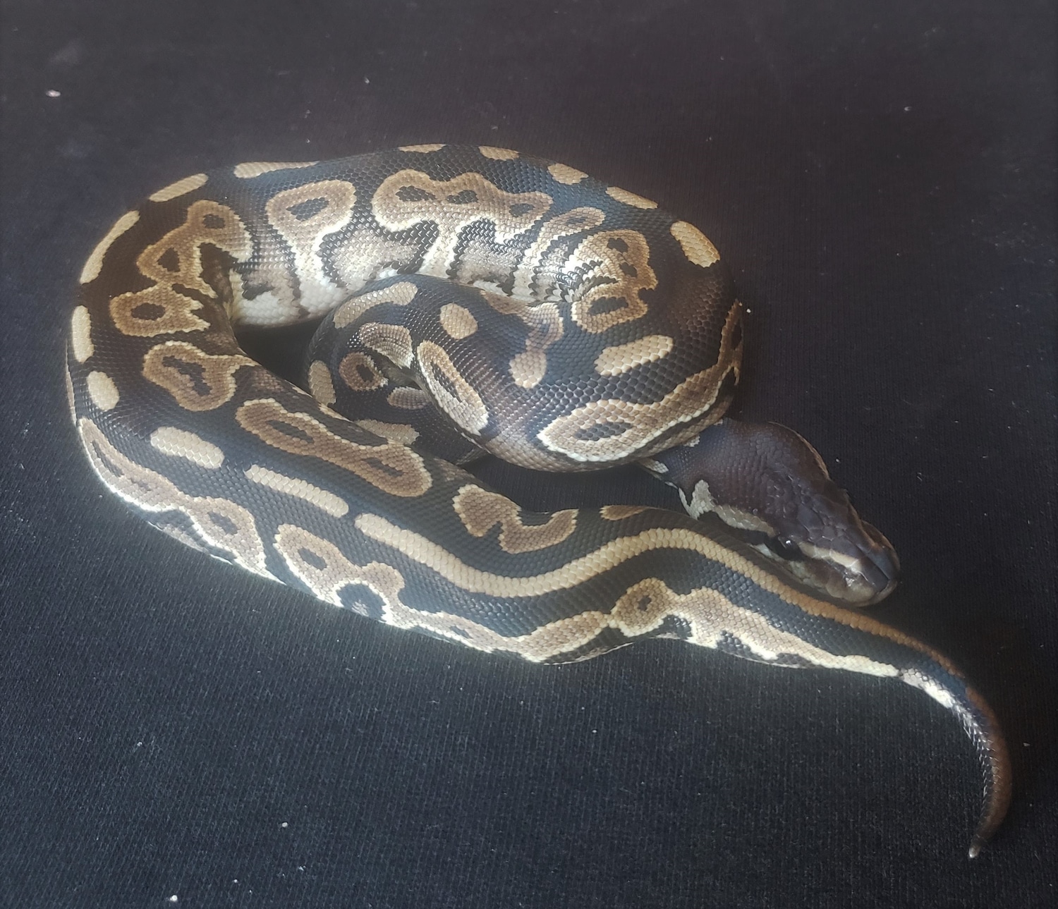 Cinnamon Het Pied Ball Python by Python Palette - MorphMarket