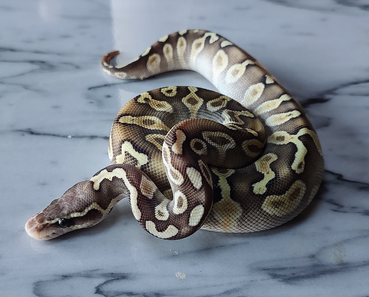 Pastel Lesser GHI Ball Python by Python Palette - MorphMarket
