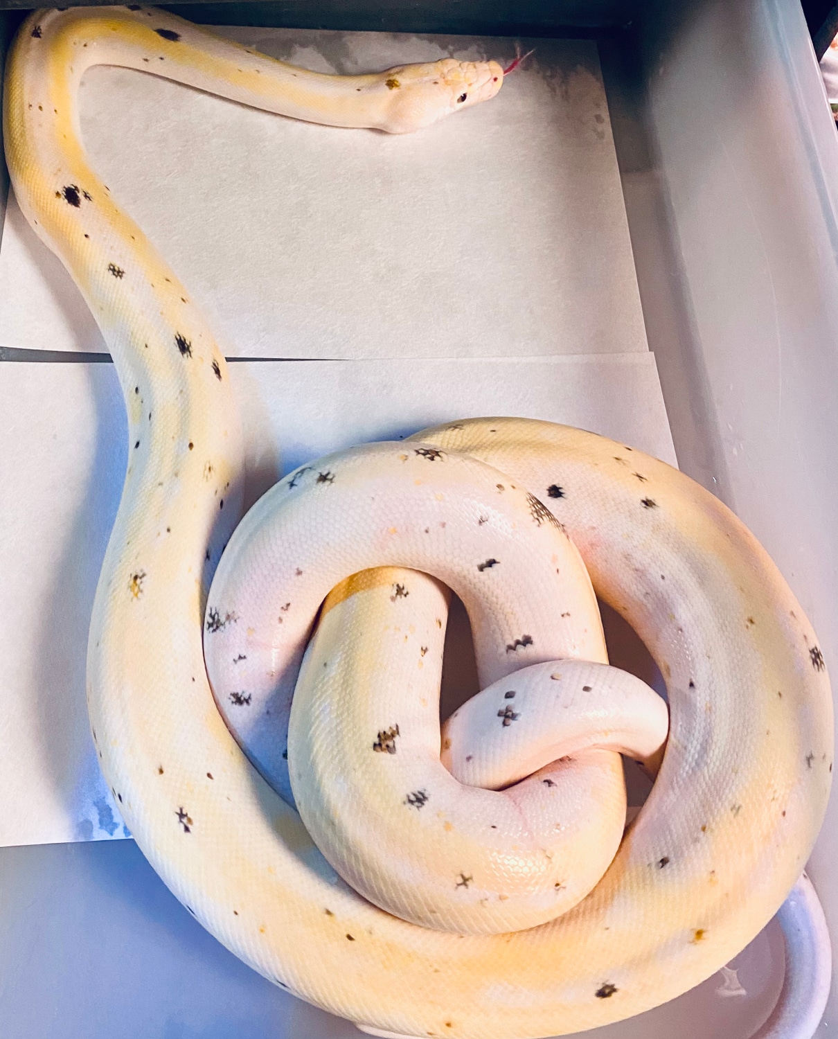 Cow Reticulated Python by Paul's Cool Scales - MorphMarket