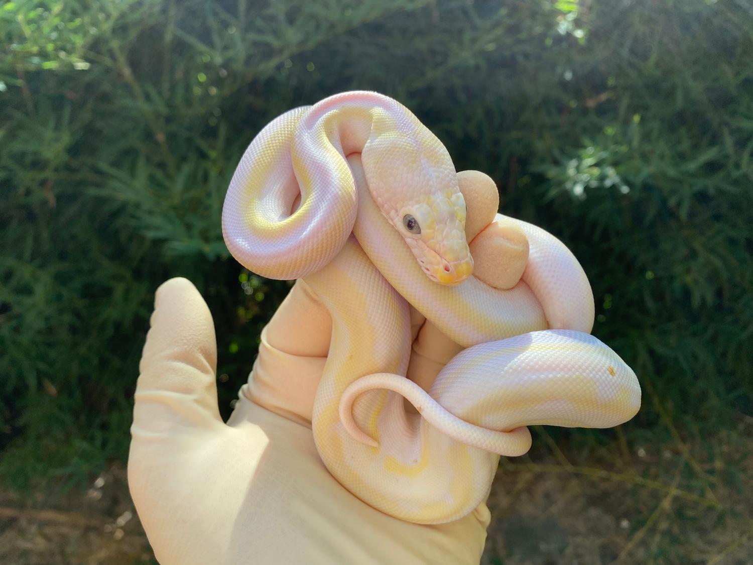 Cow Reticulated Python by Paul's Cool Scales - MorphMarket