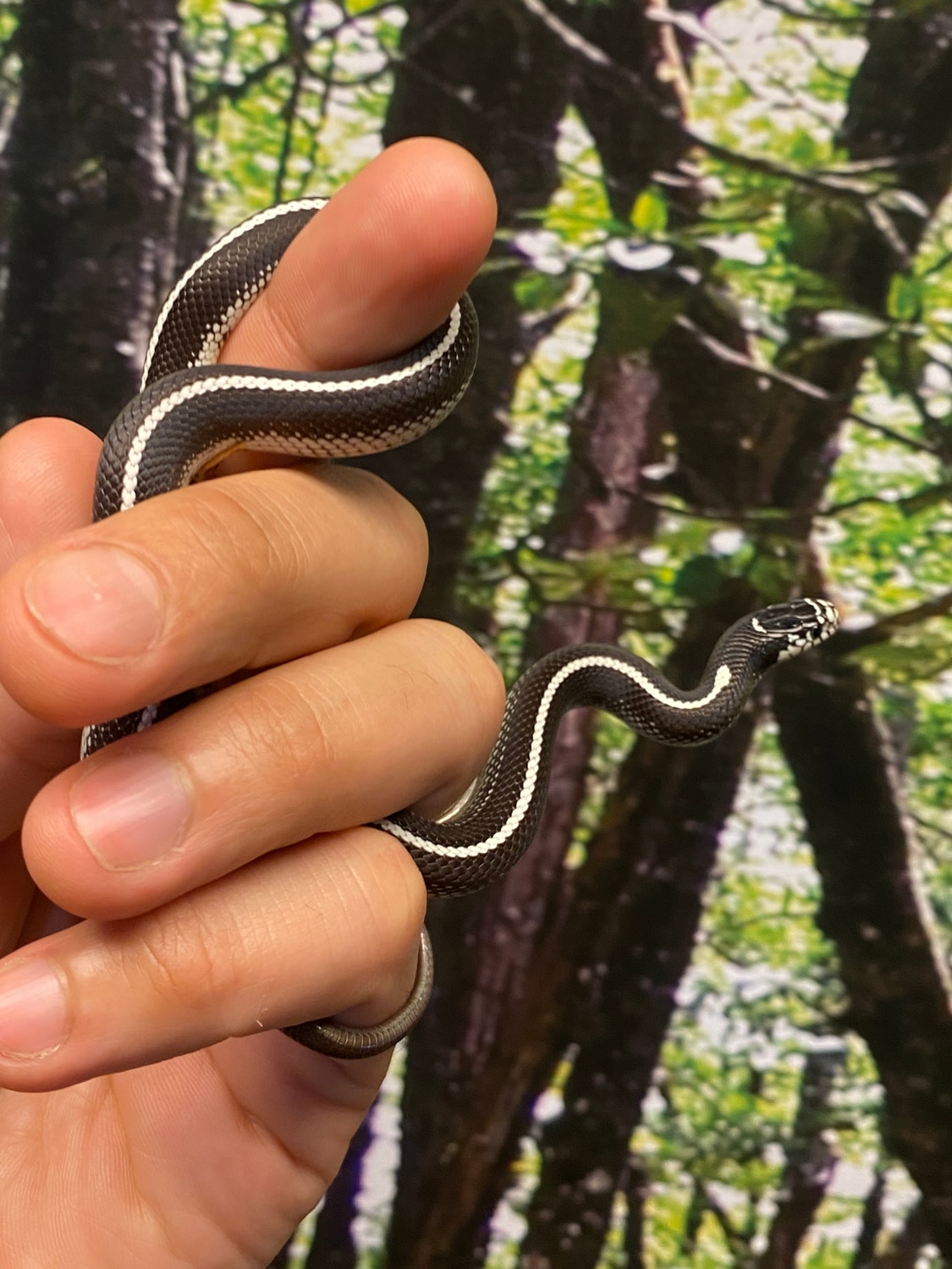 Scissor Cross King California Kingsnake by Paul's Cool Scales MorphMarket
