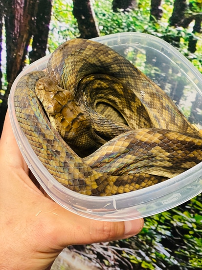 Southern Scrub Python by Paul's Cool Scales