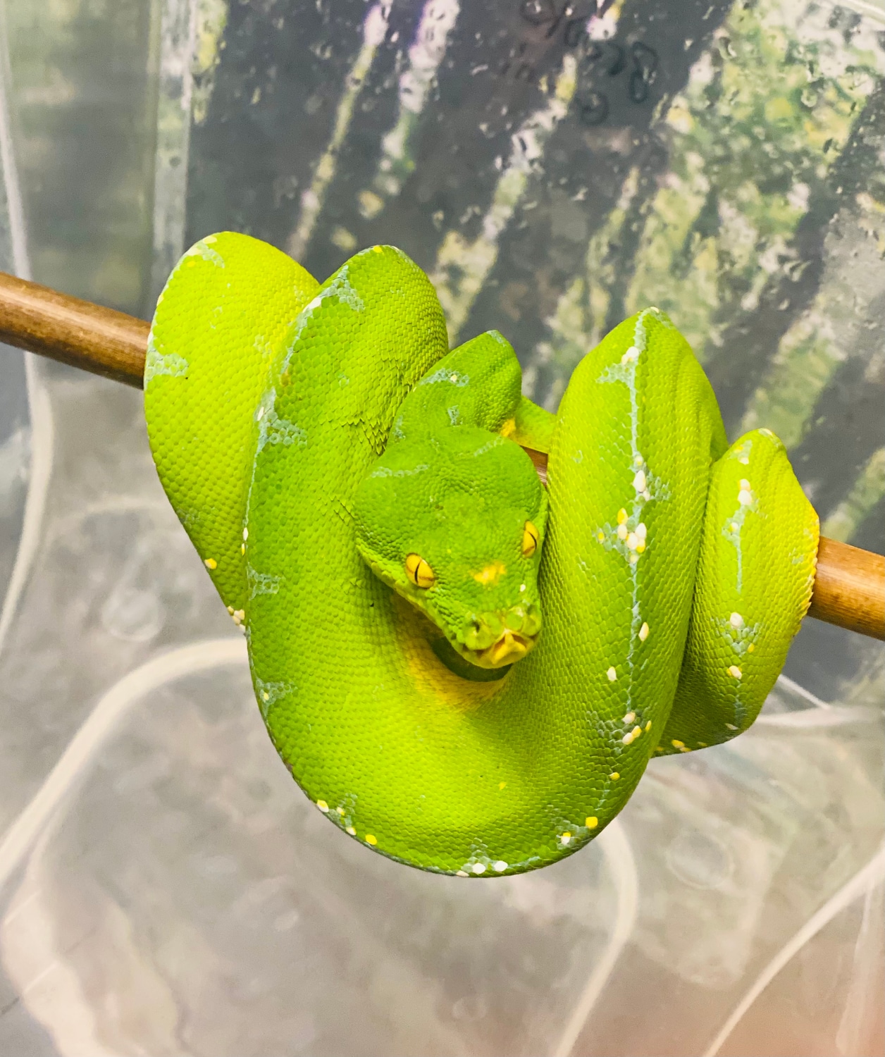 Manokwari Green Tree Python by Paul's Cool Scales - MorphMarket