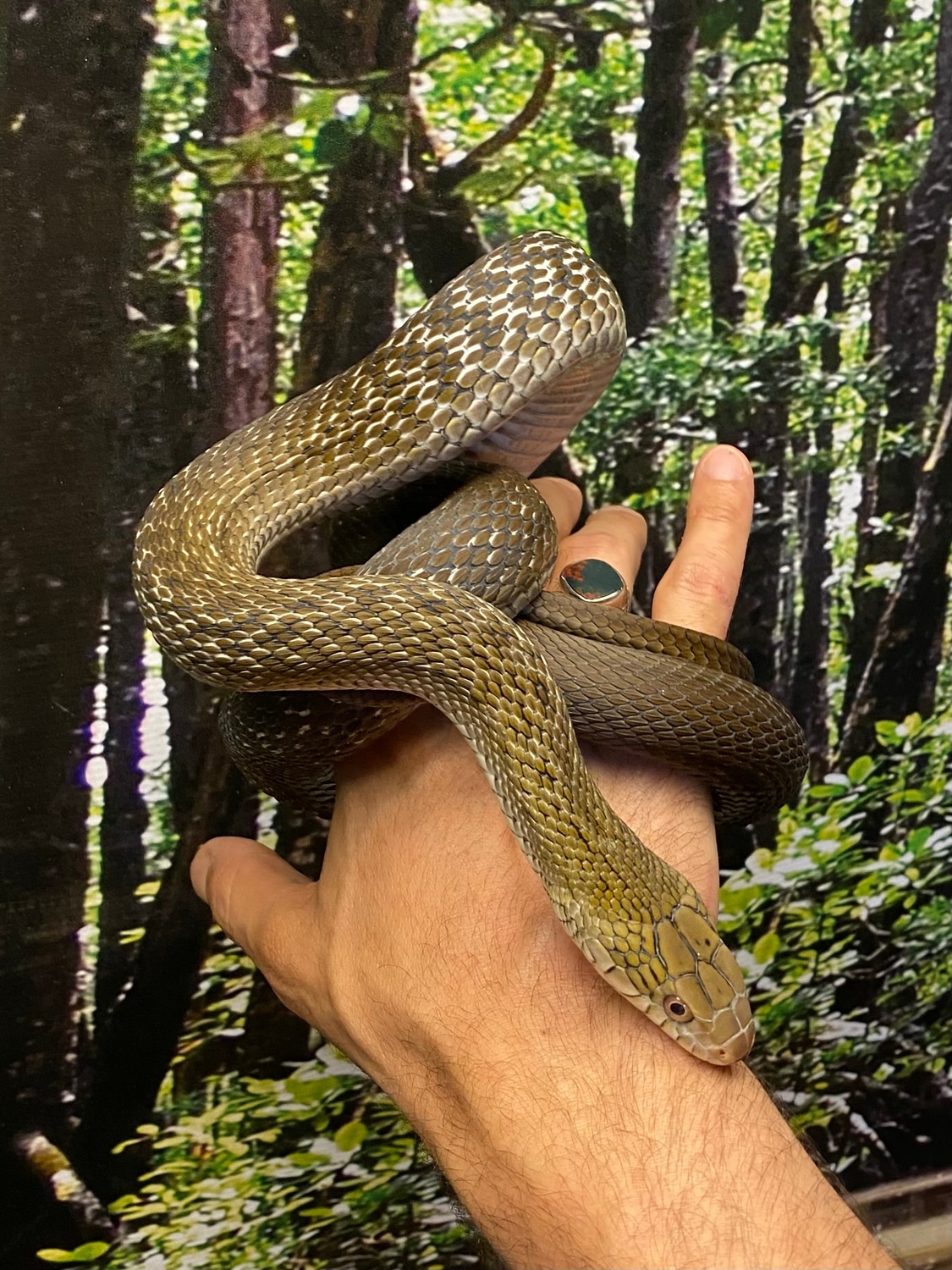 Yonaguni Keeled Rat Snake (Elaphe Carinata Yonaguniensis) Other Rat