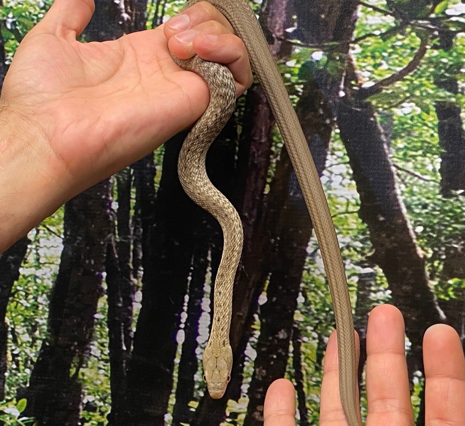 Yonaguni Keeled Rat Snake (Elaphe Carinata Yonaguniensis) Other Rat ...