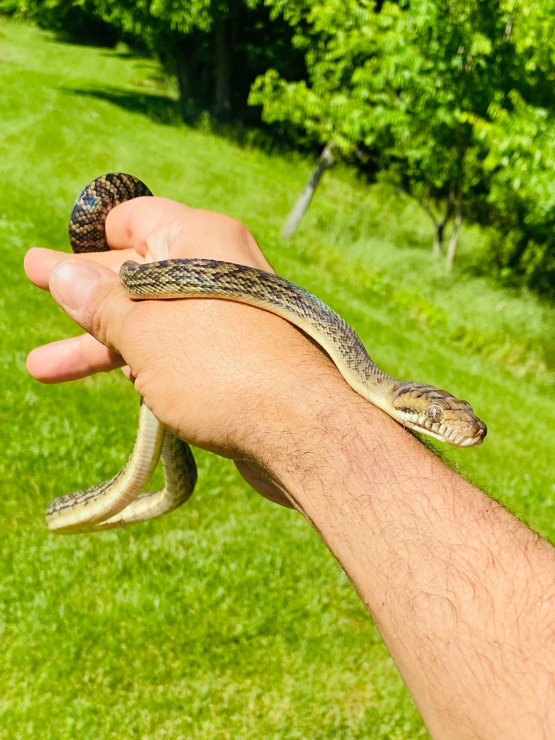 Scrub Python by Paul's Cool Scales - MorphMarket