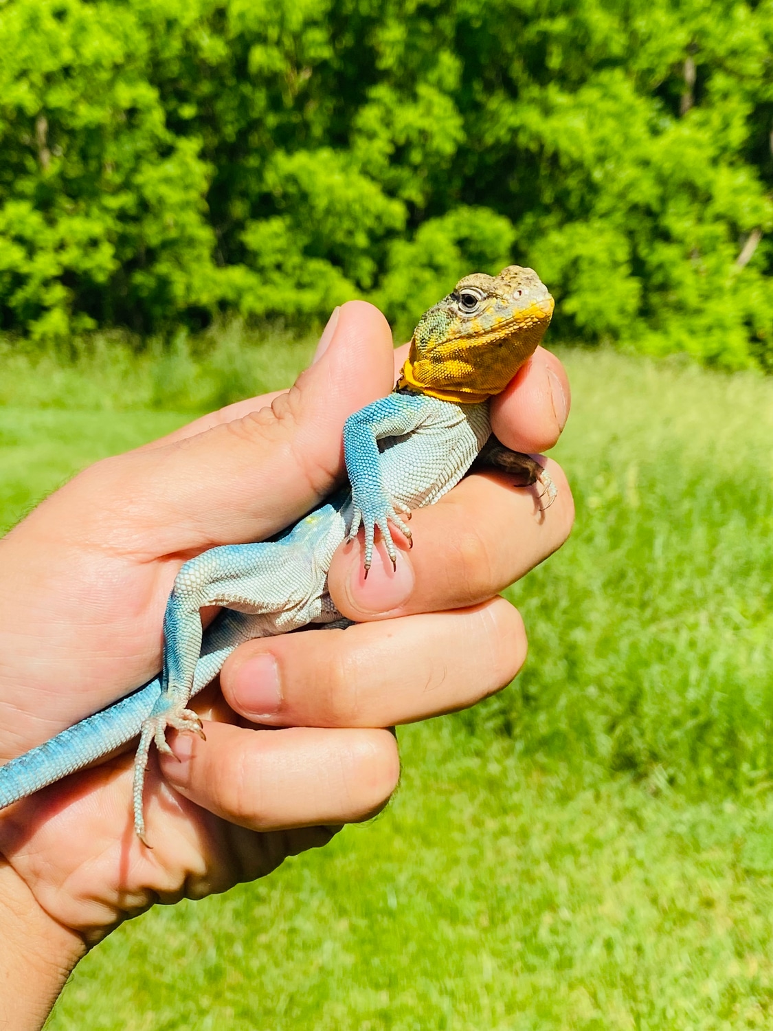 Aqua Flame Collared Lizard Pair Other Lizard by Paul's Cool Scales
