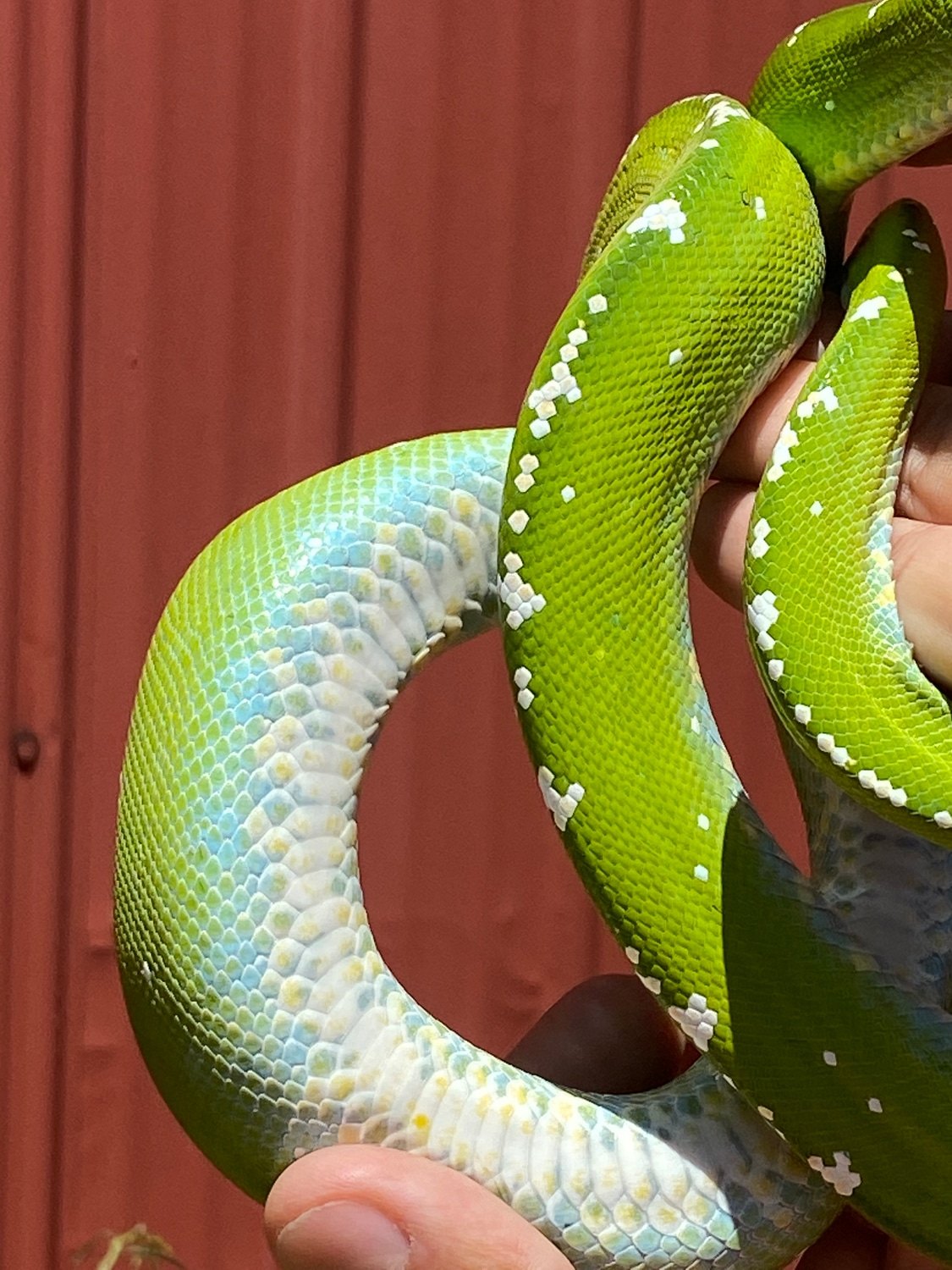 Gorgeous High White Aru Green Tree Python by Paul's Cool Scales ...