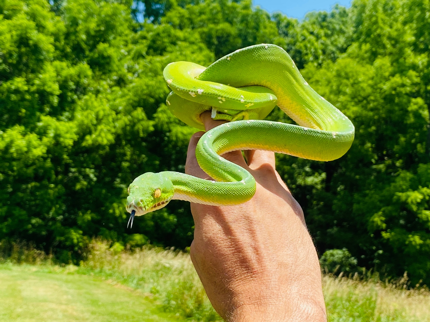 NICE Sorong Green Tree Python by Paul's Cool Scales - MorphMarket