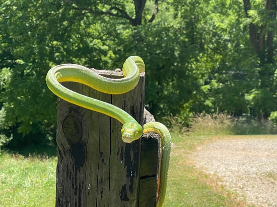 Numfor Locality GTP Green Tree Python by Paul's Cool Scales
