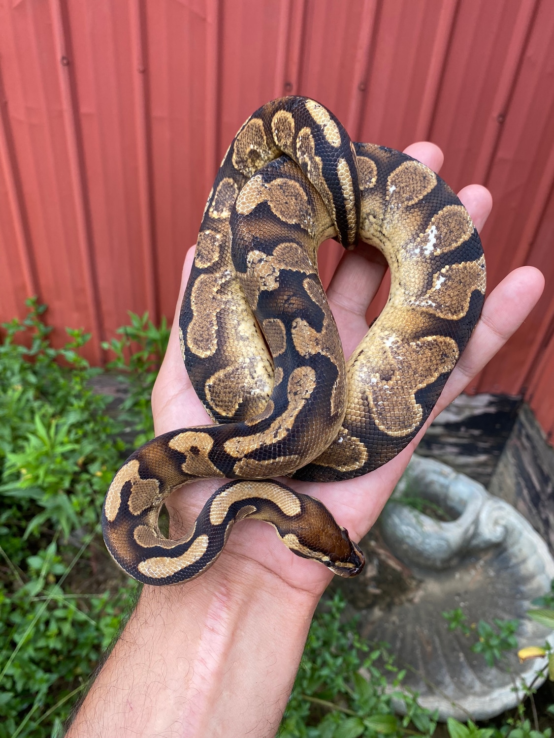Calico Yellow Belly Ball Python by Paul's Cool Scales MorphMarket