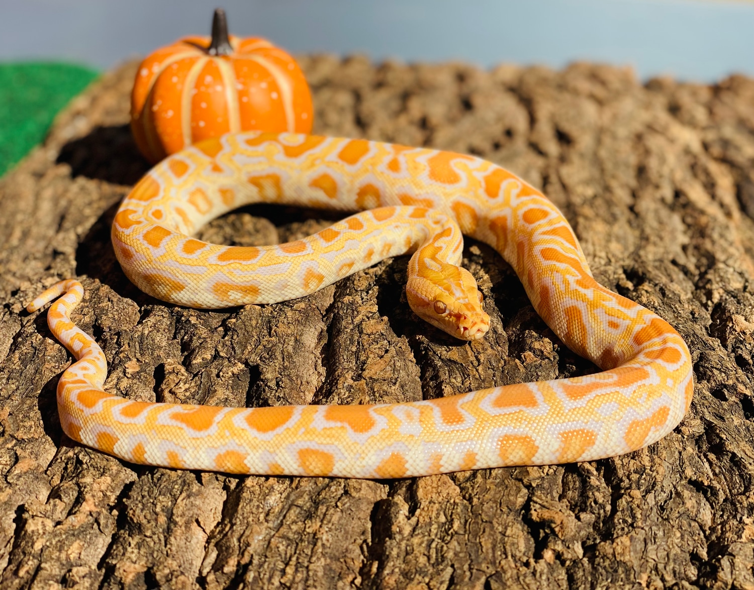 Albino Burmese Python by Paul's Cool Scales - MorphMarket