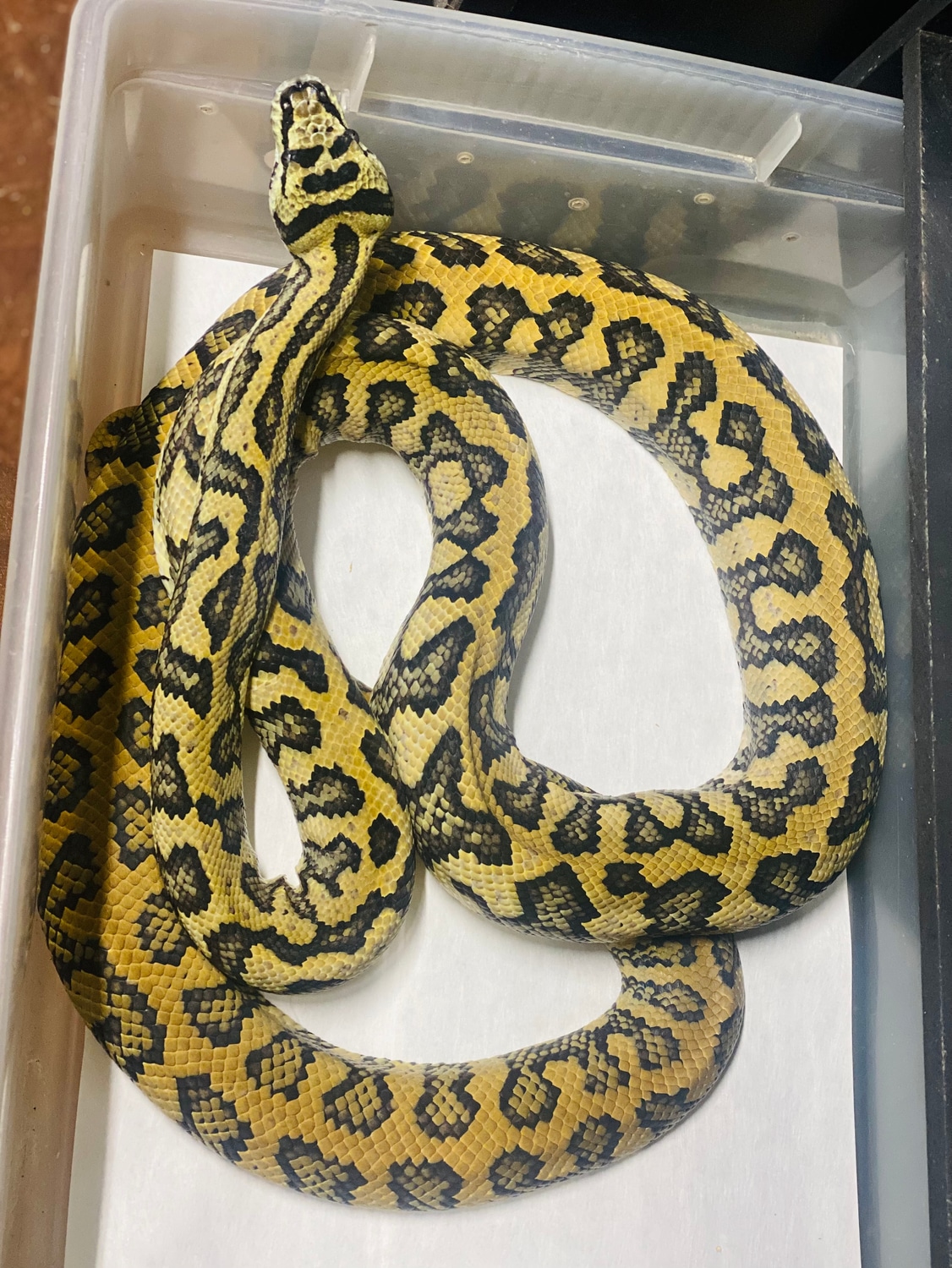 Coastal Jungle Jag Jungle Carpet Python by Paul's Cool Scales - MorphMarket