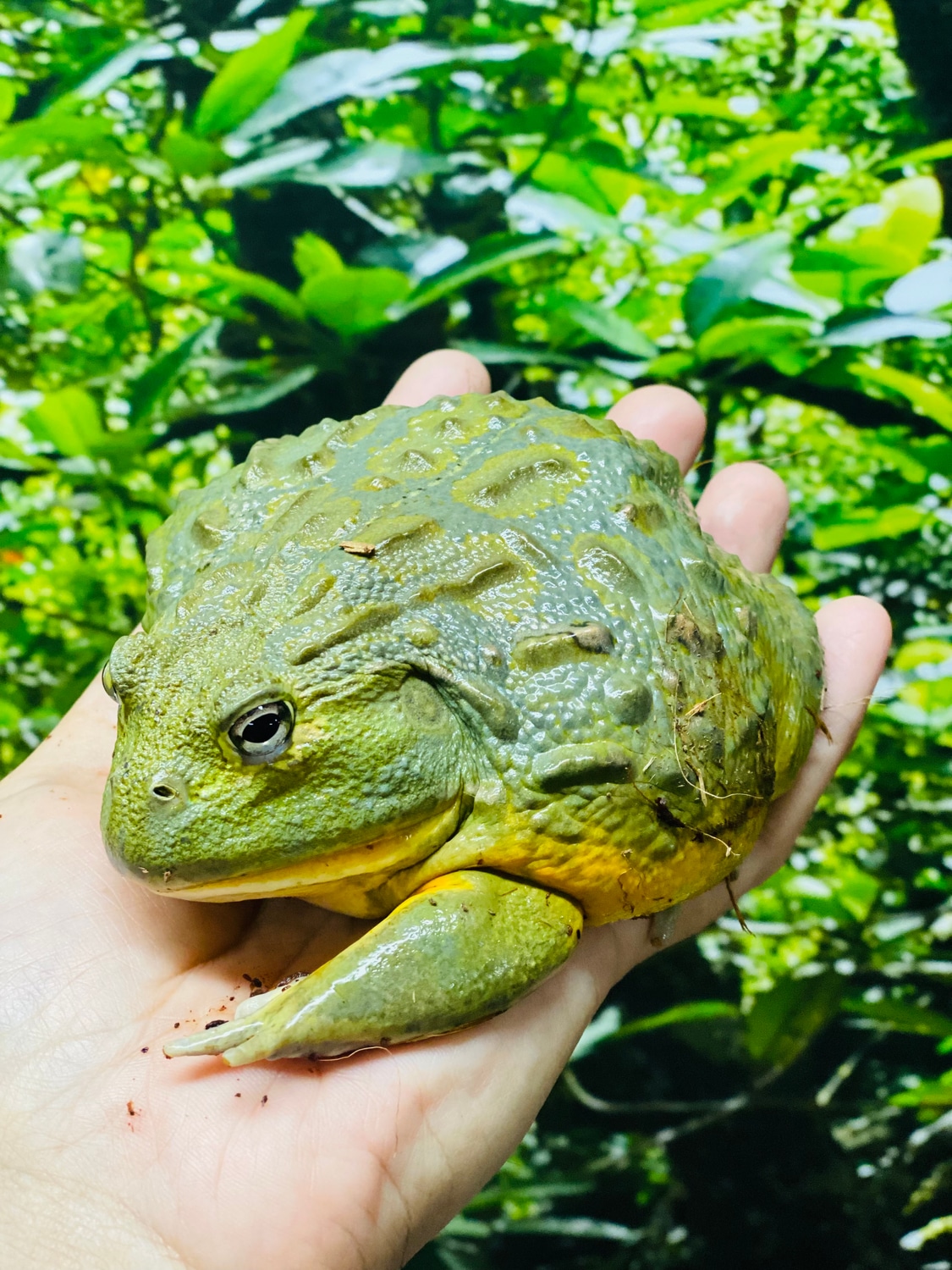 Giant Pixie Frog Other Frog by Paul's Cool Scales MorphMarket