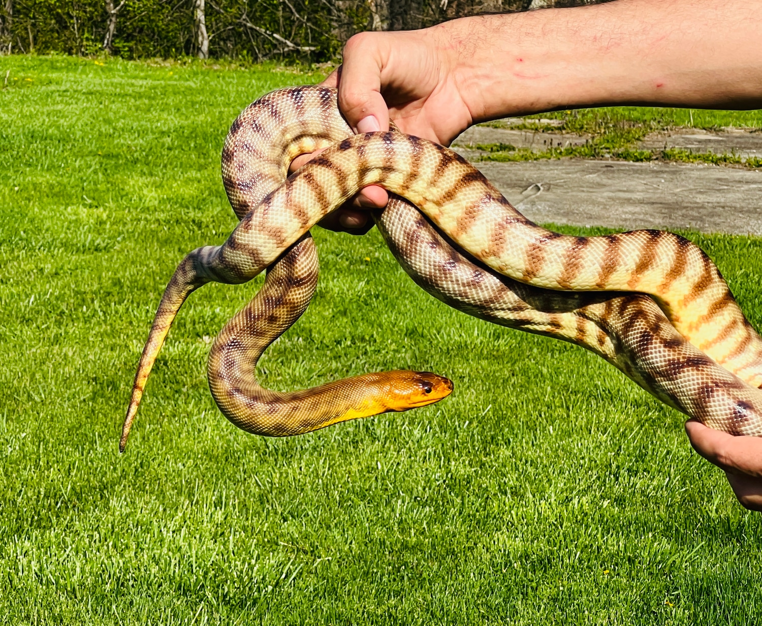 NICE Orange Head Woma Python by Paul's Cool Scales - MorphMarket