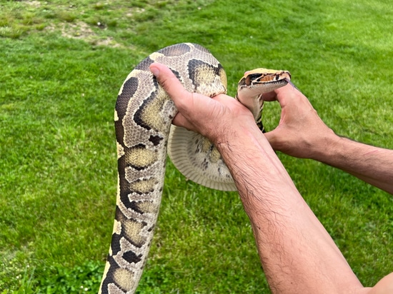 NICE Borneo Borneo Short-Tailed Python by Paul's Cool Scales