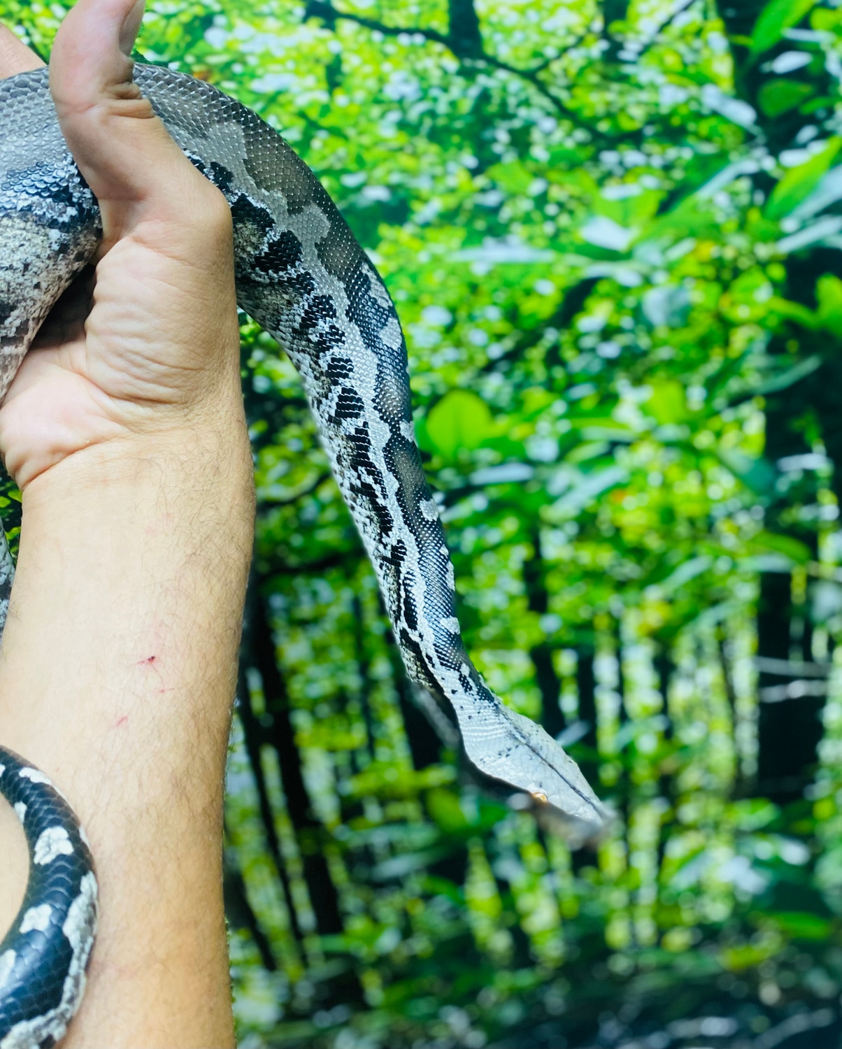 Chrome Head Sumatran Short-tailed Python by Paul's Cool Scales ...