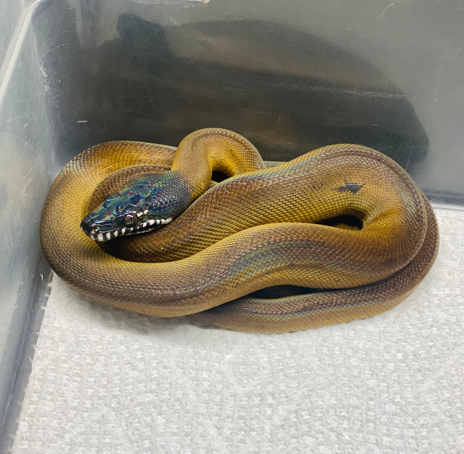 Beautiful White-Lipped Python by Paul's Cool Scales - MorphMarket