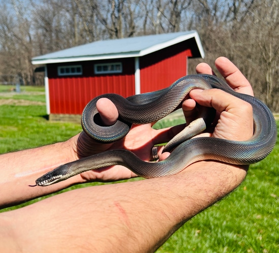 Southern White-Lipped Python by Paul's Cool Scales
