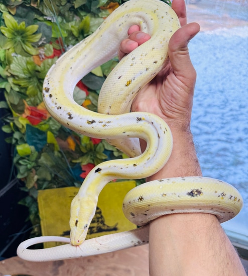 COW Reticulated Python by Paul's Cool Scales