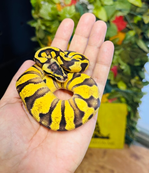 Super Enchi Yb/asphalt Ball Python by Paul's Cool Scales