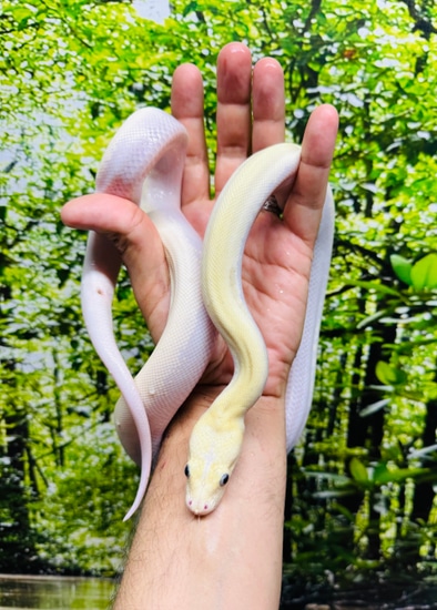 Ivory Burmese Python by Paul's Cool Scales