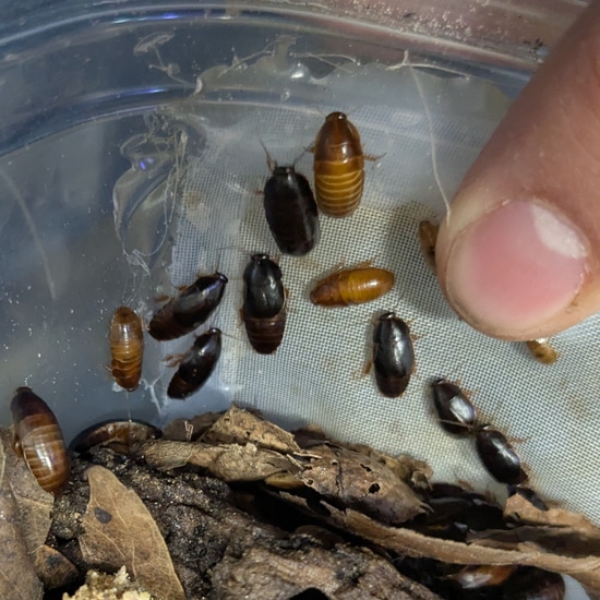 Mixed Cockroach 25 Little Kenyan Roach (Paraplecta Cf. Minutissima “Kenya”) Mixed ...