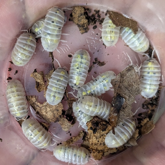 12 Magic Potion Isopods (Armadillidium Vulgare) by Phil Dreste's ...