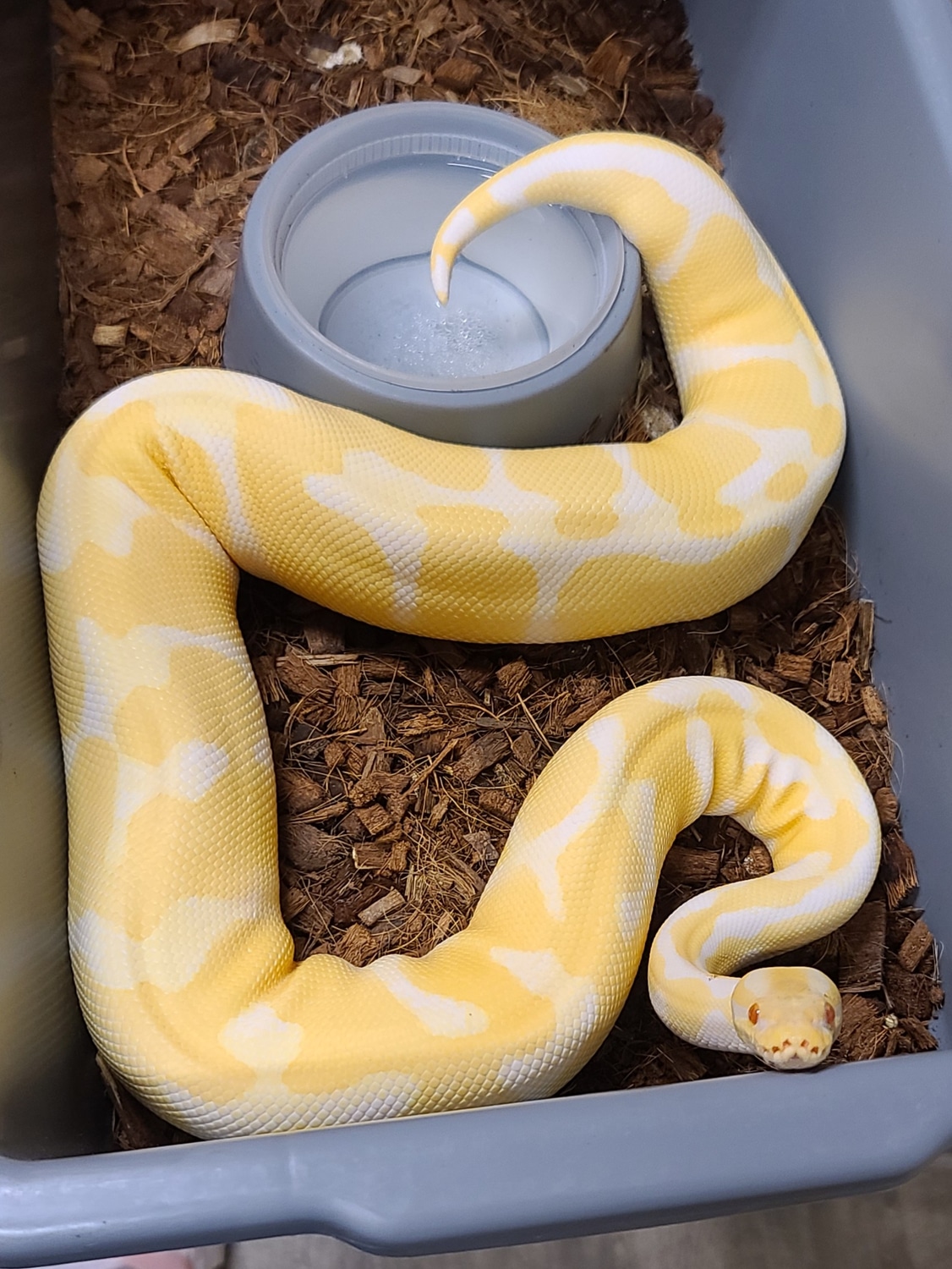 Genetic Banded Albino Ball Python by Open Road Constrictors - MorphMarket