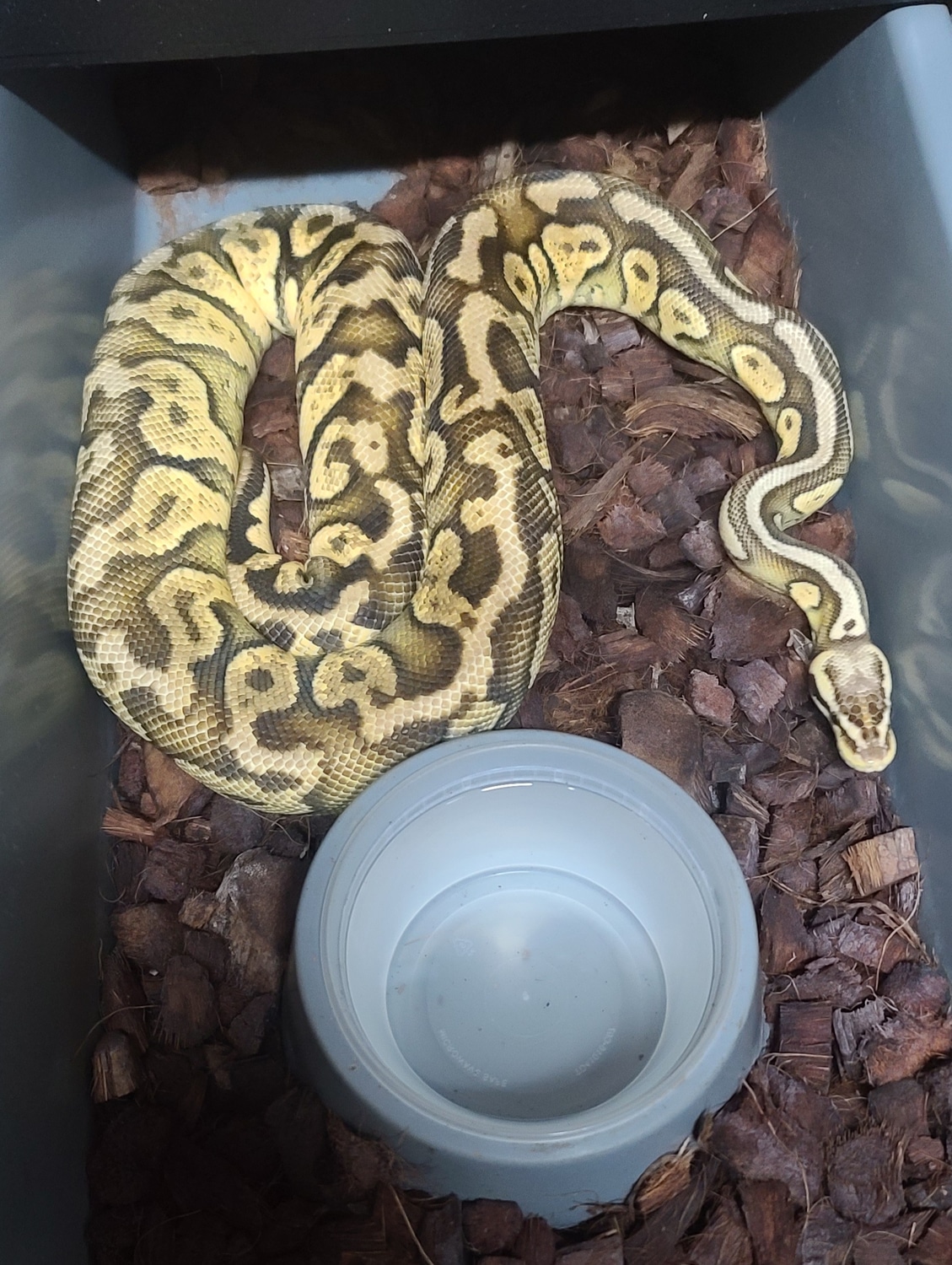 Proven Yellow Belly Super Lemon Pastel Ball Python by Open Road ...