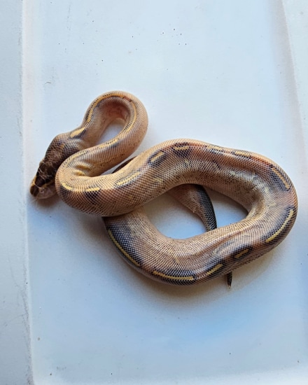 Highway Ball Python by Open Road Constrictors
