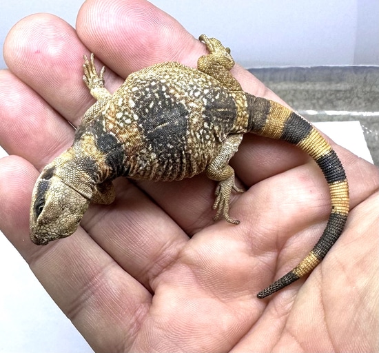 Captive Bred Baby Red Back Chuckwalla Free Shipping $565 More Lizard by ...