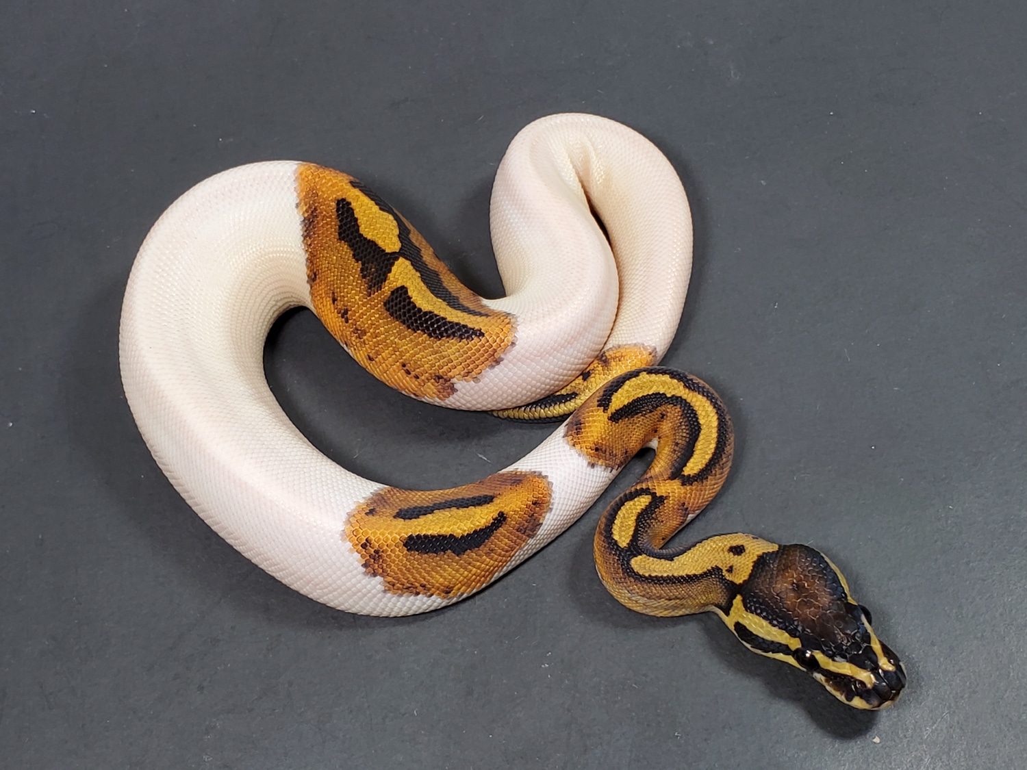 Pied PH Hypo Probable Cypress Ball Python by Lucas Landon Royals ...