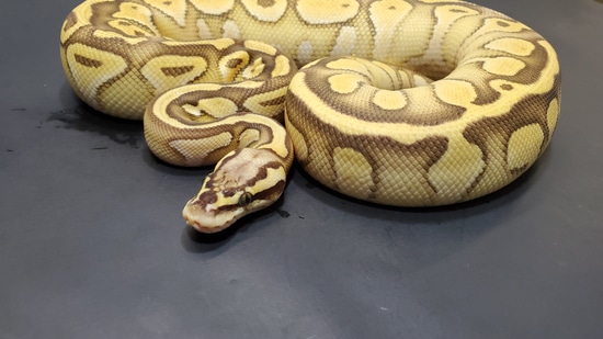600g Ball Python 600g! Pastel Lesser Specter DH Clown Hypo Ball Python by Lucas Landon ...