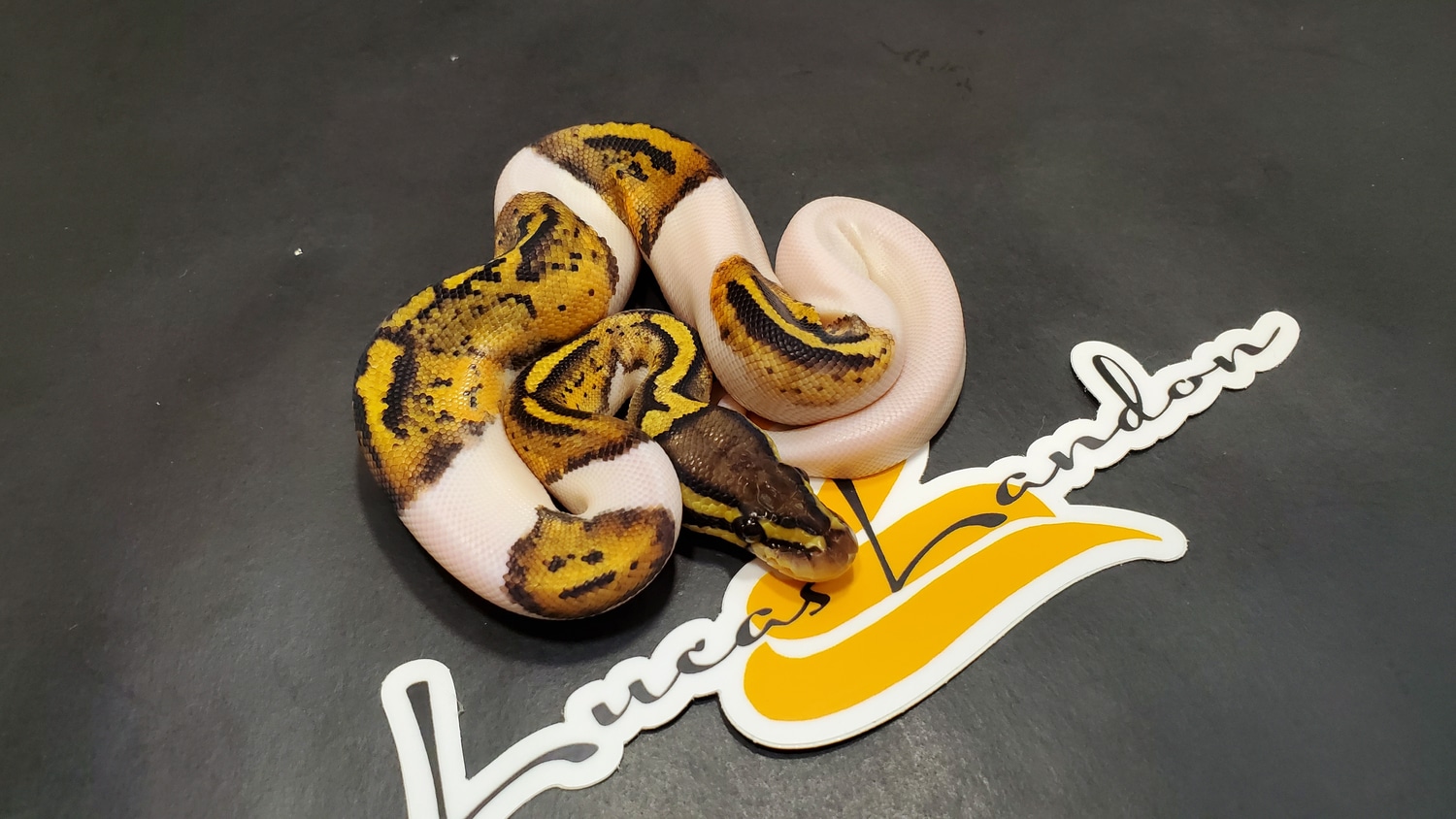 Pastel Pied Het Lavender Ball Python by Lucas Landon Royals MorphMarket
