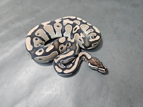 Axanthic DH DG Pied Ball Python by Lucas Landon Royals