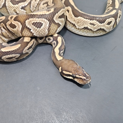 Mojave TH Monsoon Lavender Pied Ball Python