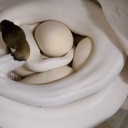 PB Cinnamon Pied Het VPI Axanthic Ball Python