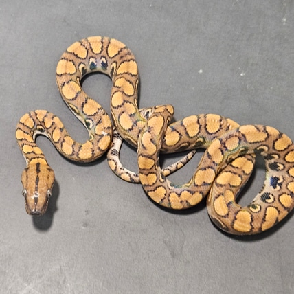 Het Pied Het Caramel Brazilian Rainbow Boa