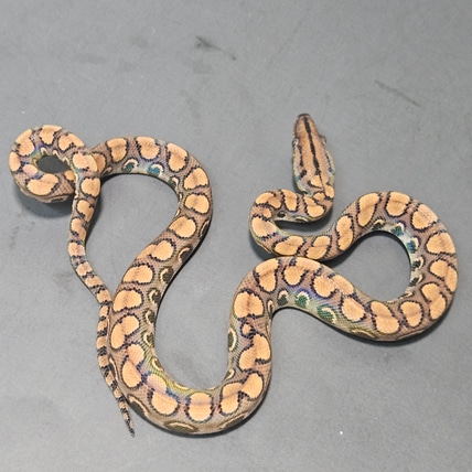 Het Pied Het Caramel Brazilian Rainbow Boa