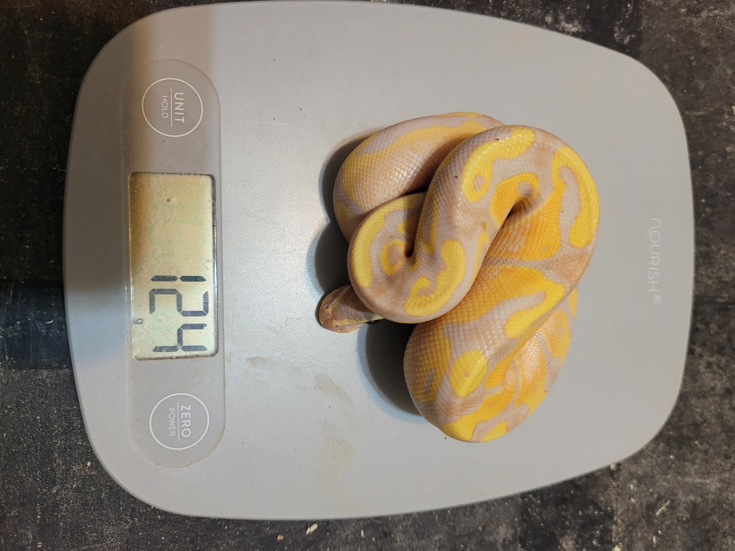 Banana Ball Python by PY Reptiles - MorphMarket