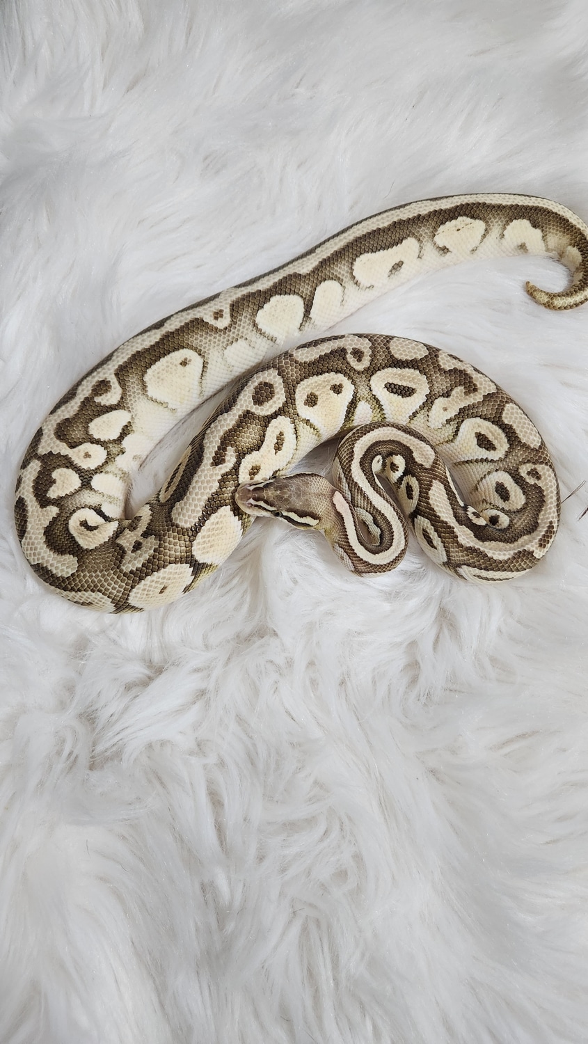 Pastel Lesser Het Dg Ball Python by PY Reptiles - MorphMarket