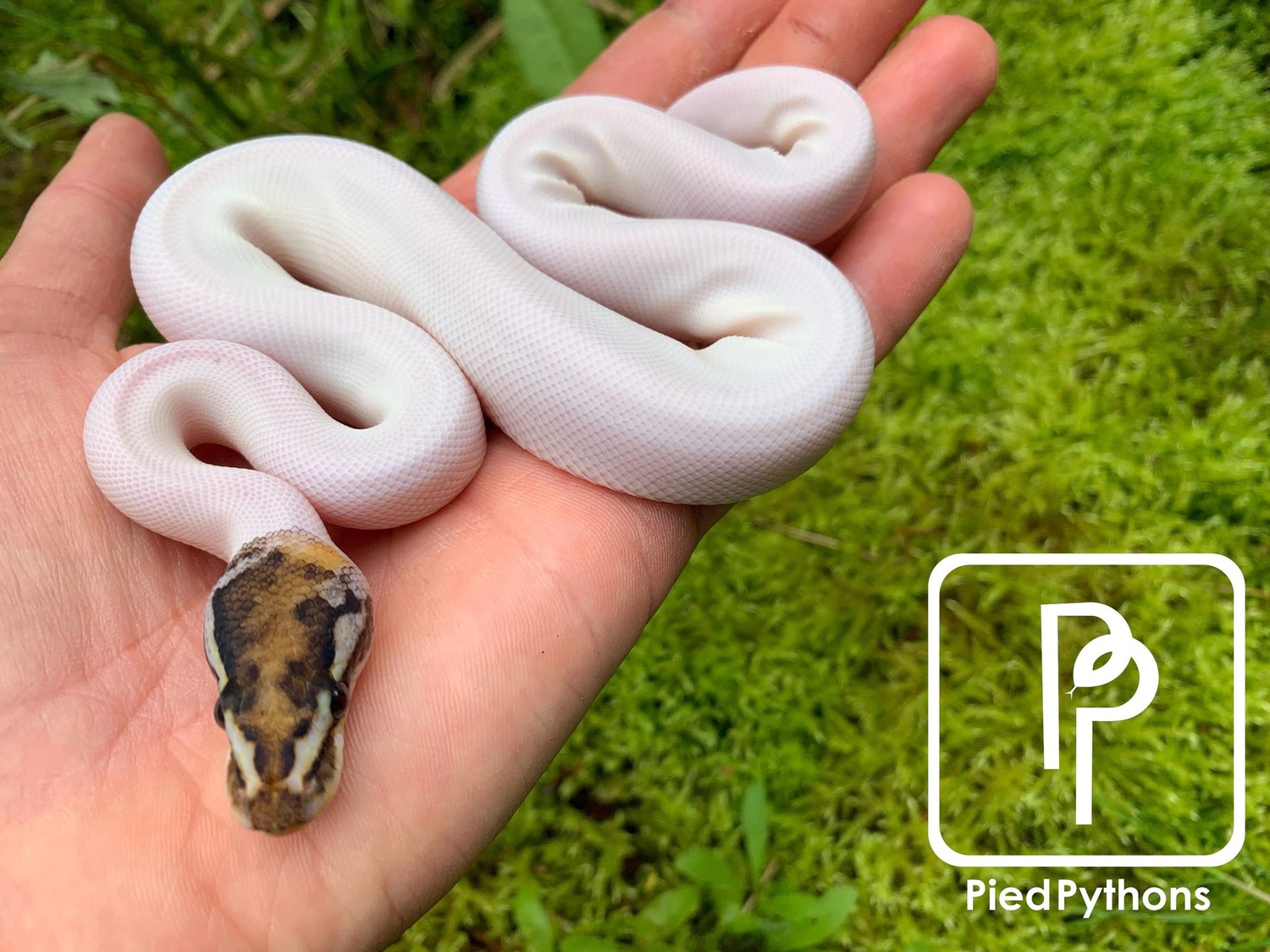 Pinto Pied Ball Python by Pied Pythons - MorphMarket