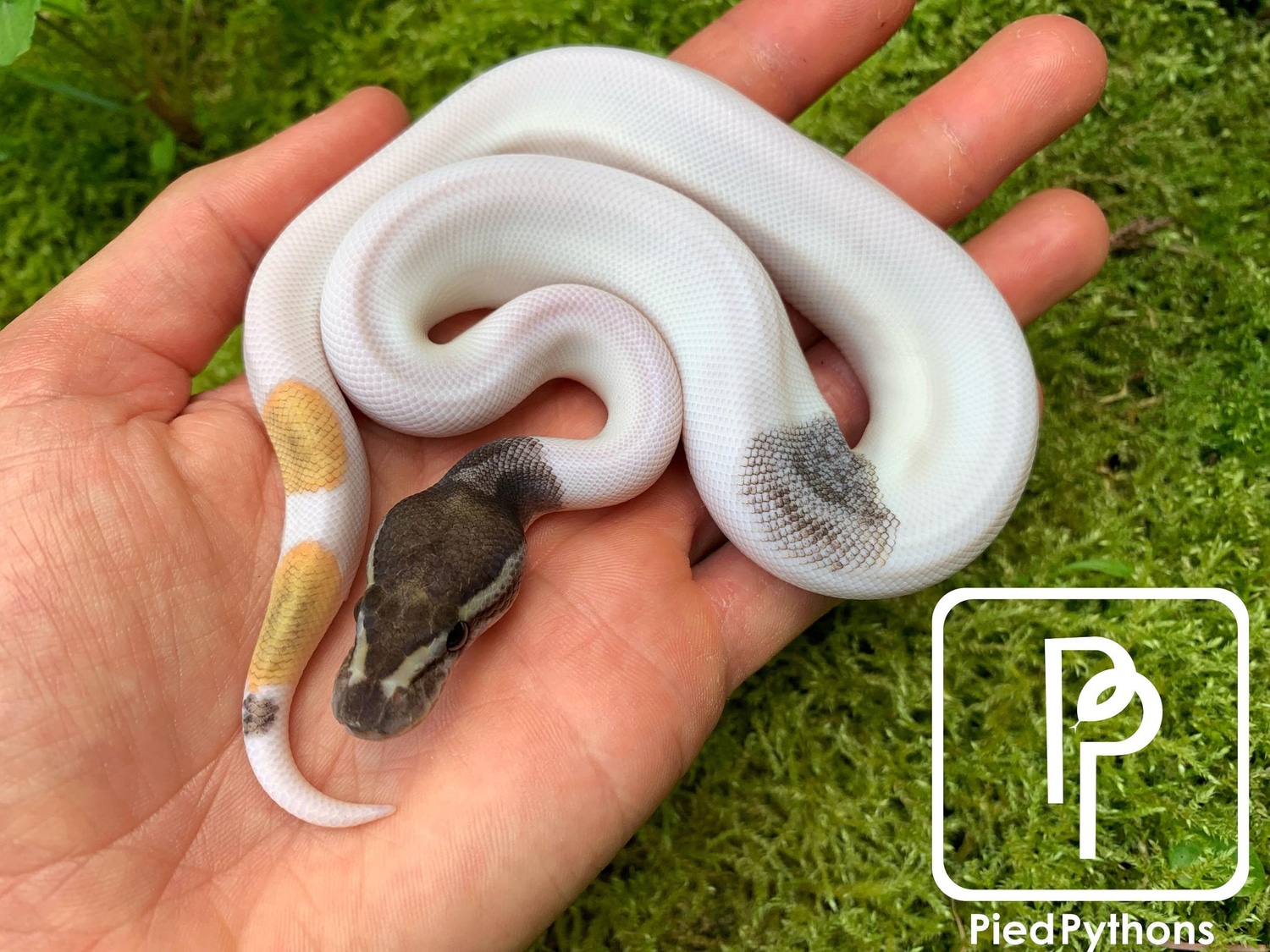 Pastel Mojave Paradox Axanthic Pied Ball Python by Pied Pythons ...