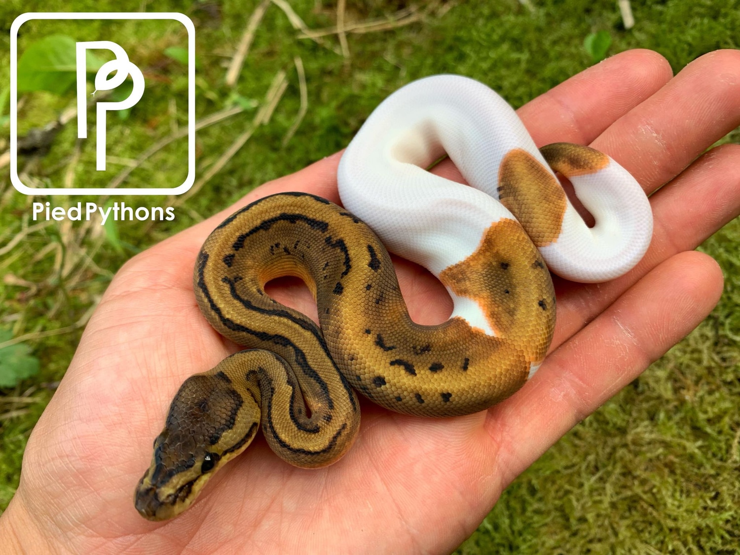 Pinstripe Pied Ball Python by Pied Pythons - MorphMarket