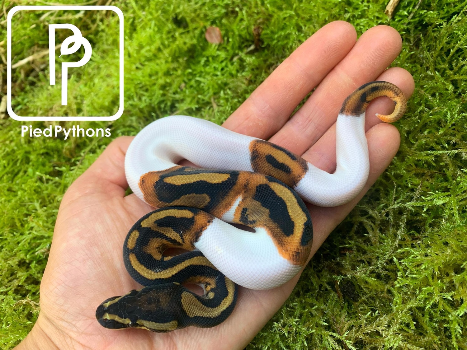 Pied Ball Python by Pied Pythons - MorphMarket