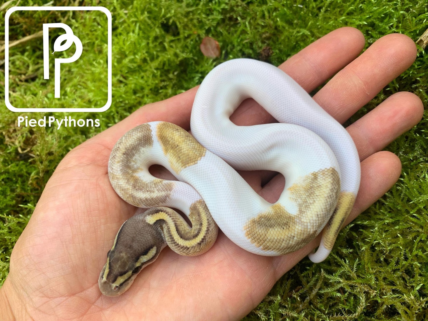 Super Pastel Mojave Pied Ball Python by Pied Pythons - MorphMarket