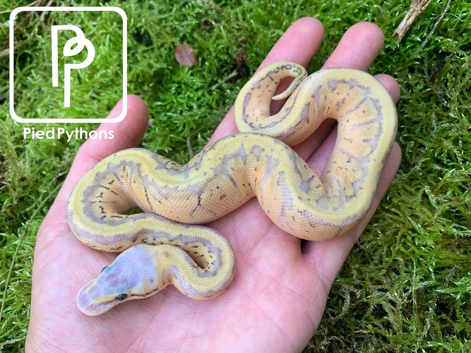 Super Pastel Phantom Pinstripe 66% Poss Het Clown Pied Ball Python by ...