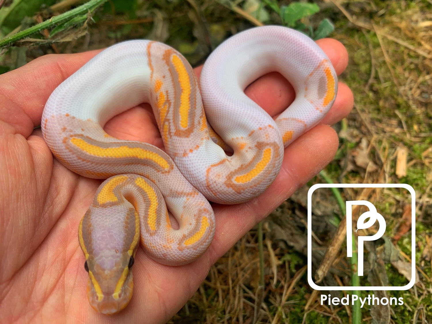 Banana Pied Ball Python by Pied Pythons MorphMarket