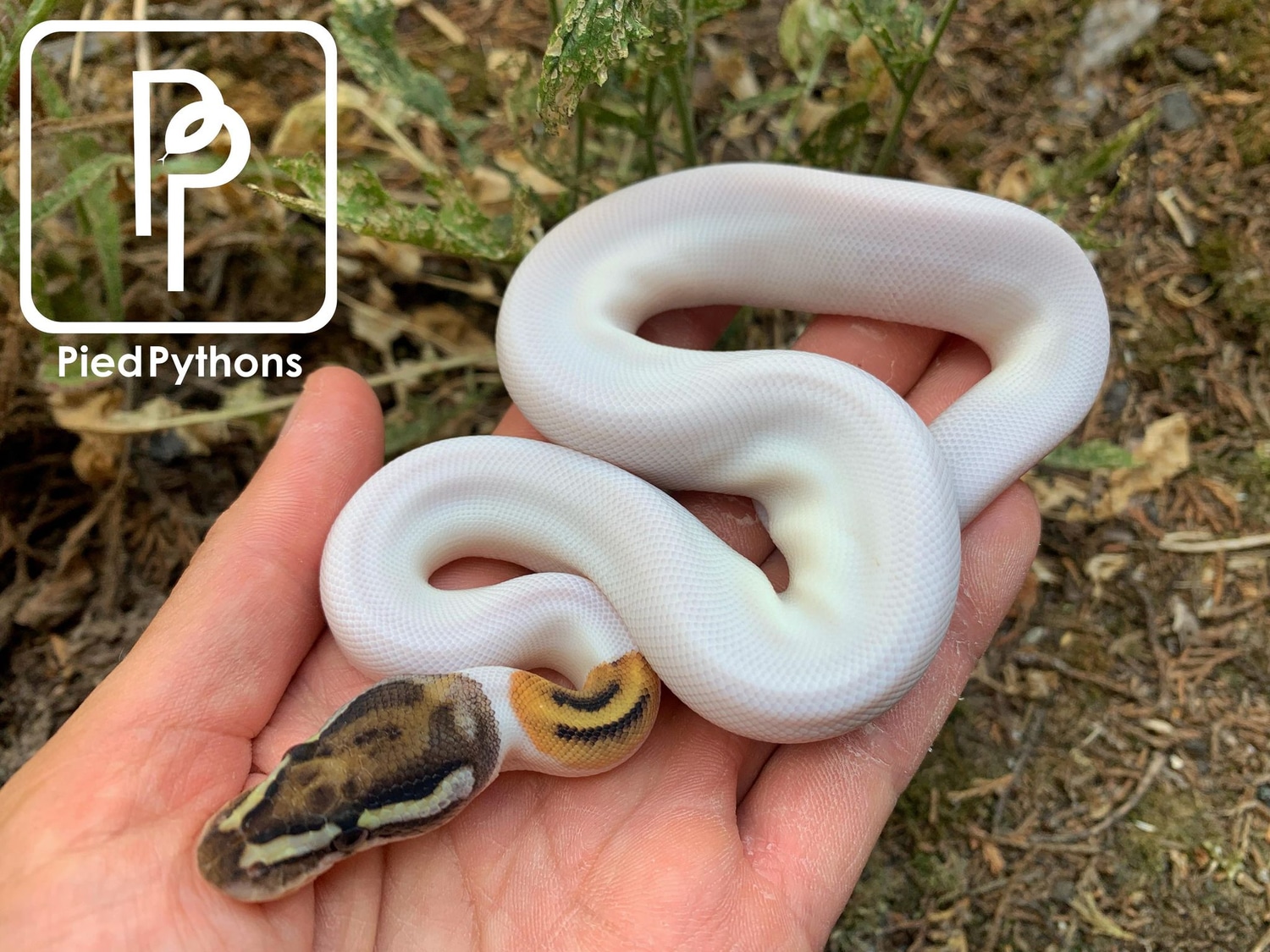 Special Pied Ball Python by Pied Pythons - MorphMarket